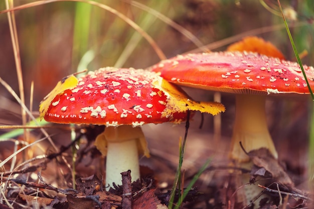 Funghi nella stagione autunnale