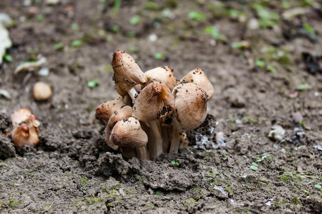 Funghi non commestibili Funghi nel prato