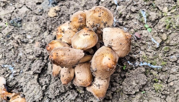 Funghi non commestibili Funghi nel prato