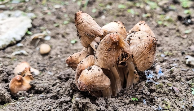 Funghi non commestibili Funghi nel prato