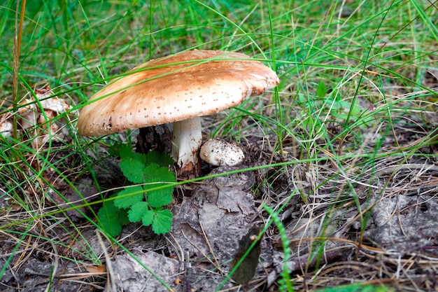 Funghi non commestibili nei boschi