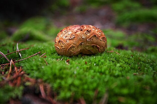 Funghi non commestibili nella foresta tra rami di muschio e aghi di conifere