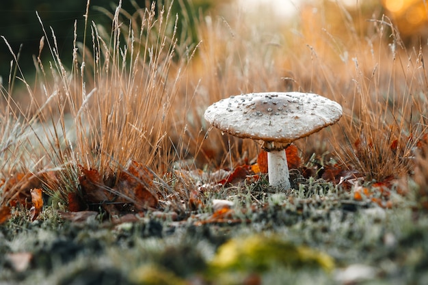 Funghi non commestibili sulla natura.