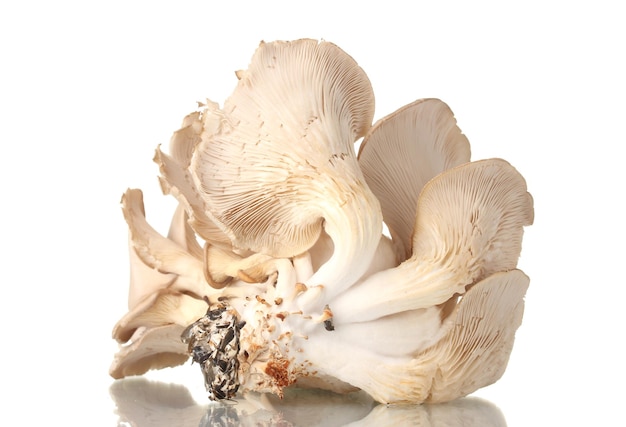 Funghi ostrica isolati su bianco