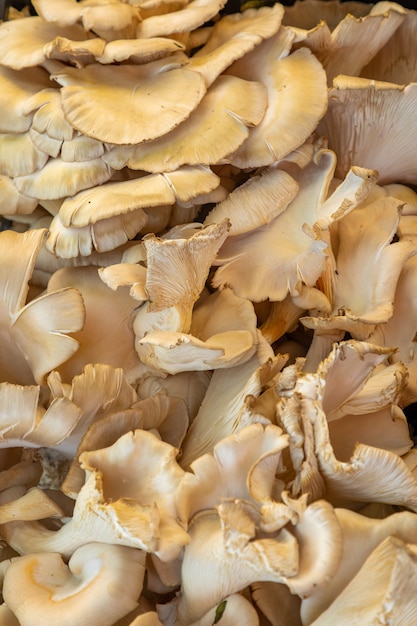 Funghi ostrica per la vendita nel mercato turco ad Antalya in Turchia