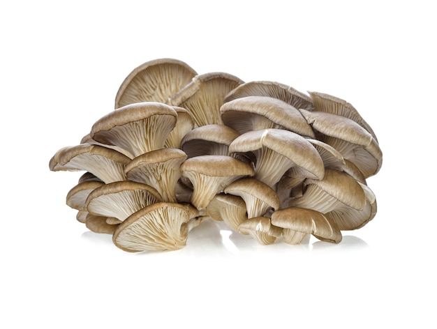 Funghi ostrica su sfondo bianco