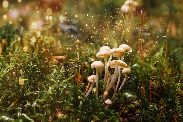 Funghi pallidi di fantasia magica su muschio verde e lucciole luminose e lucenti