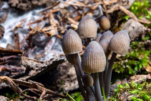 Funghi pallidi nella foresta su un moncone coperto di muschio