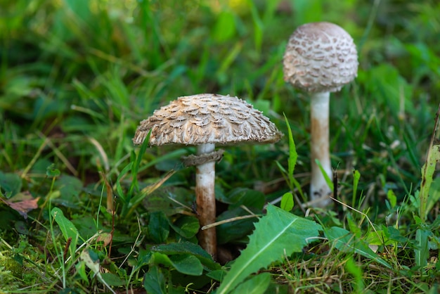 Funghi pallidi nella foresta.