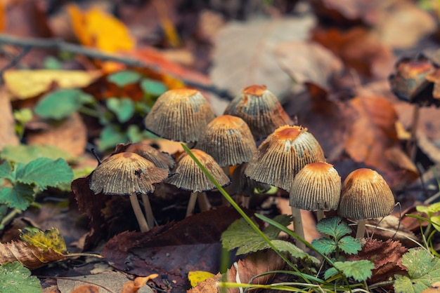 Funghi Parasola auricoma nella foresta autunnale