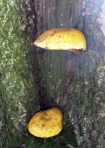 Funghi Phaeolepiota aurea su un albero