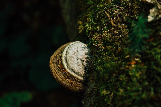 Funghi polipori bianchi che crescono su un ceppo di albero