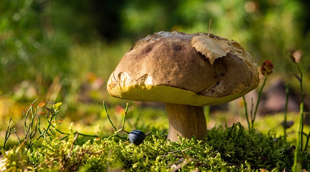 Funghi porcini commestibili in un primo piano della radura della foresta sotto la luce del sole con un bellissimo bokeh