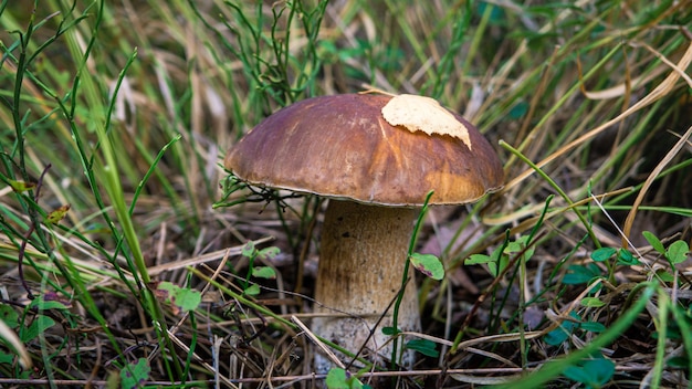 Funghi porcini commestibili in un primo piano della radura della foresta sotto la luce del sole con un bellissimo bokeh