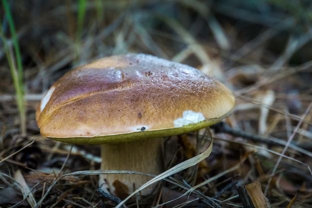 Funghi porcini commestibili nella foresta