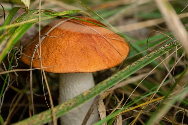 Funghi porcini con cappuccio allo zenzero crescono nell'erba