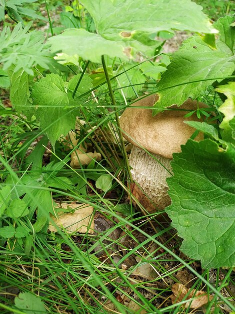 Funghi porcini crescono nella radura della foresta Bella stagione autunnale porcini nel muschio vicino all'albero Funghi commestibili cibo crudo Pasto naturale vegetariano