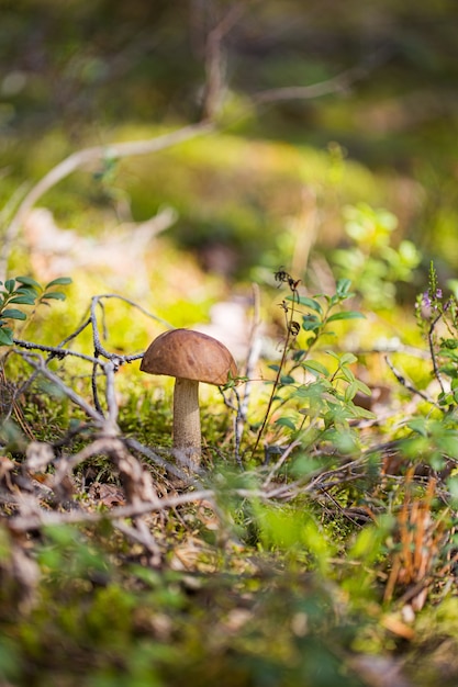 Funghi porcini di betulla nel bosco