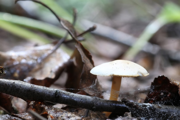 funghi porcini goccia d'acqua