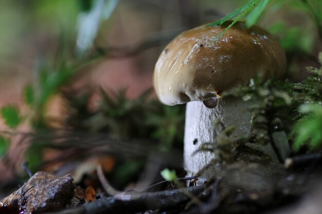 funghi porcini goccia d'acqua