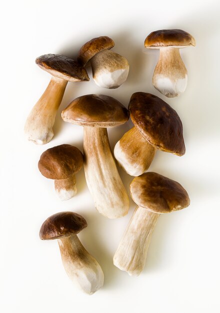 Funghi porcini grandi belli bianchi su bianco