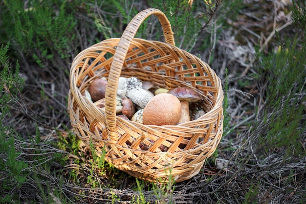 Funghi porcini in cesto di vimini