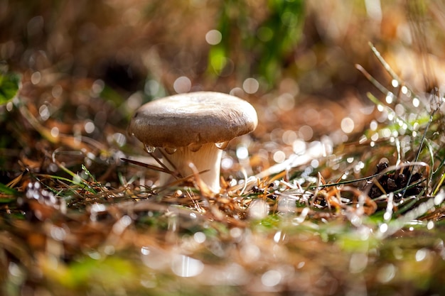 Funghi porcini in una foresta soleggiata. Boletus è un genere di funghi che producono funghi, comprendente oltre 100 specie.