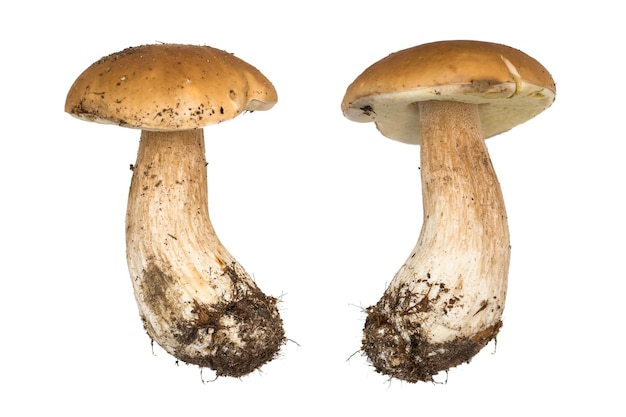 Funghi porcini Porcini isolati Il colore e la consistenza naturali