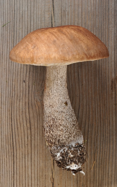 Funghi porcini su legno