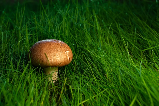 Funghi prataioli reali al tramonto nell'erba