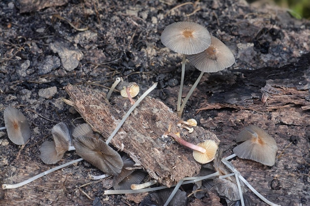 funghi psathyrellaceae che germogliano dal suolo