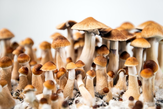 Funghi psichedelici cubensis