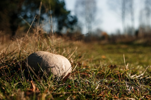 Funghi rossi nella foresta