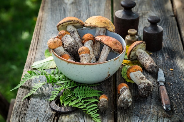 Funghi selvatici commestibili appena raccolti dal bosco