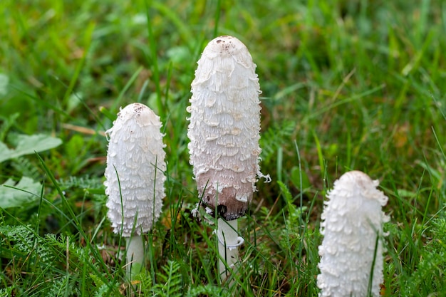 Funghi selvatici non commestibili che crescono nell'ambiente naturale