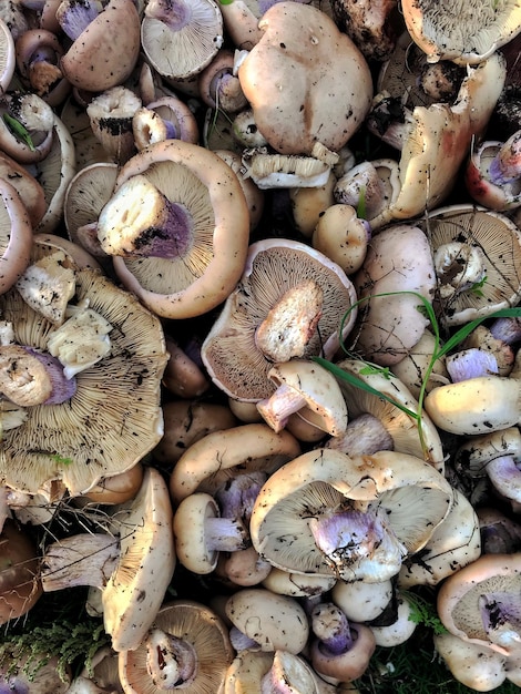 Funghi selvatici su terreno verde. Vista dall'alto.