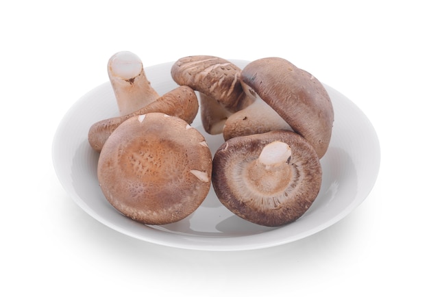 Funghi shiitake con piastra su sfondo bianco