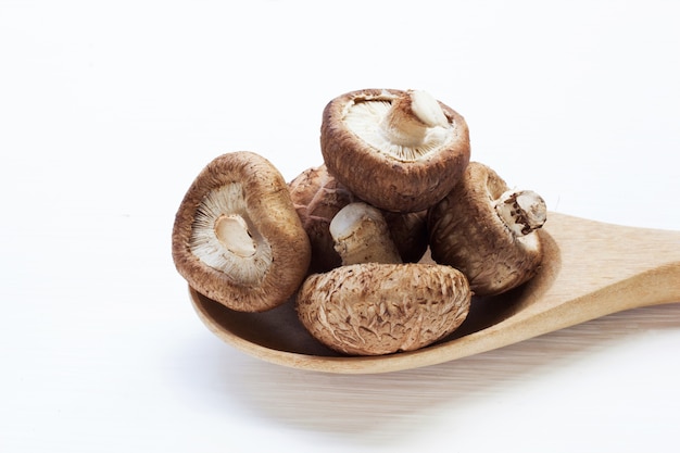 Funghi shiitake isolati