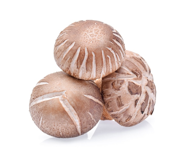 Funghi Shiitake su sfondo bianco