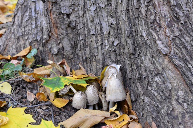 funghi sotto il tronco dell'albero con foglie gialle isolate da vicino