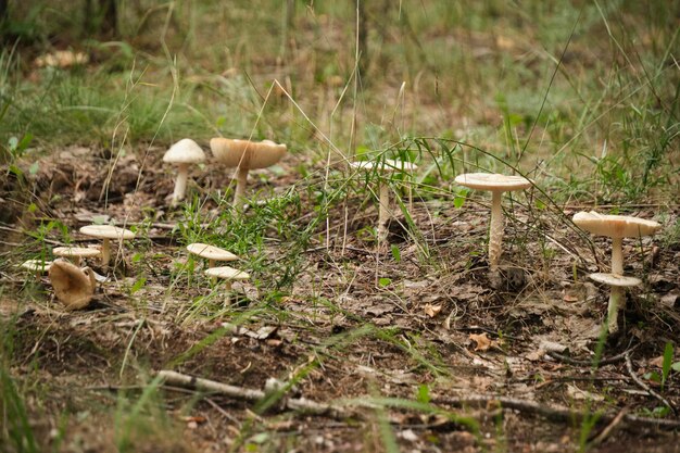 Funghi su foglie cadute sfondo autunnale