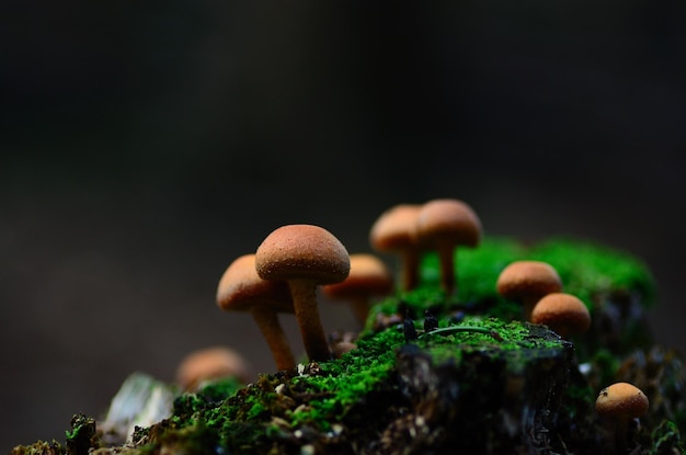 Funghi su muschio in autunno