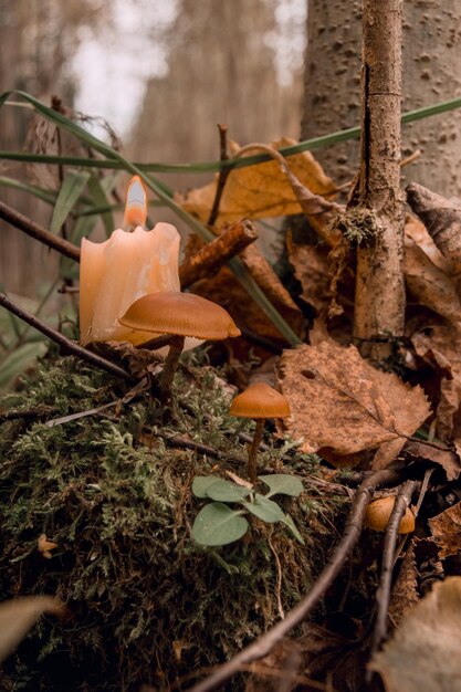 Funghi su muschio verde su uno sfondo naturale scuro pagano wiccan tradizioni slave stregoneria rituale spirituale esoterico fuoco selettivo