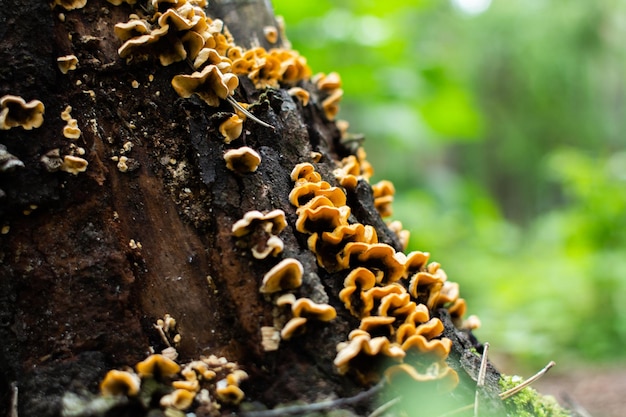 Funghi su un ceppo nella foresta