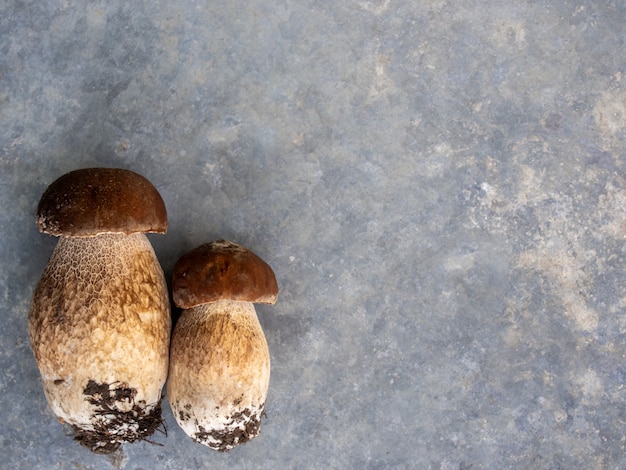 Funghi su uno sfondo grigio.