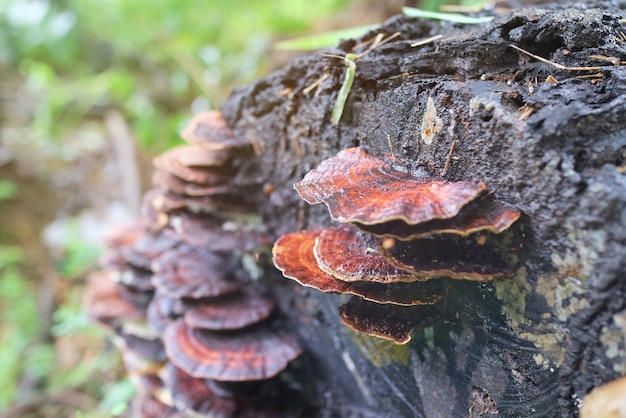 Funghi sul legname con sfondo verde erba.