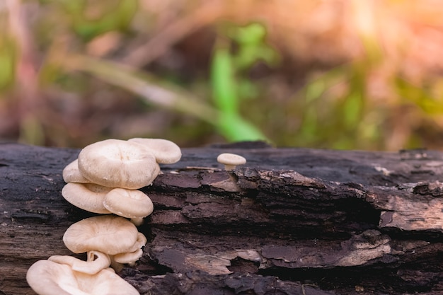 Funghi sul legno