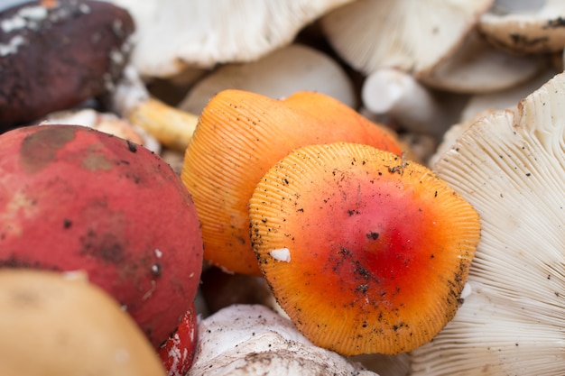 Funghi sul mercato rurale.