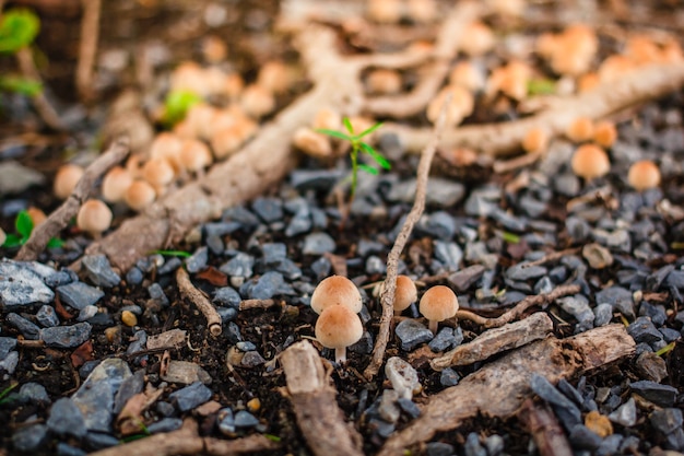 Funghi sulla radice dell&#39;albero intorno.