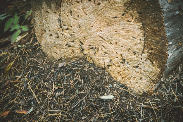 Funghi Toadstool che crescono nella foresta. Messa a fuoco selettiva